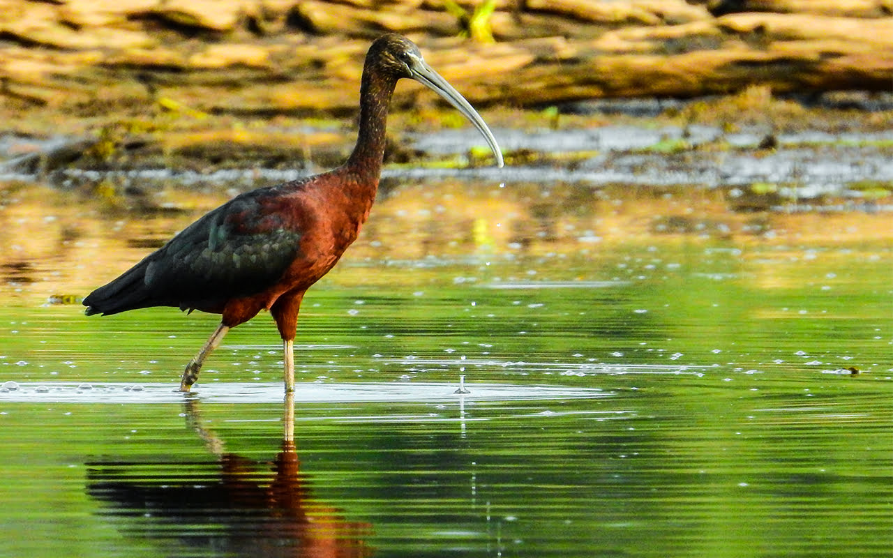 #1 Best Agami Heron Birding Costa Rica