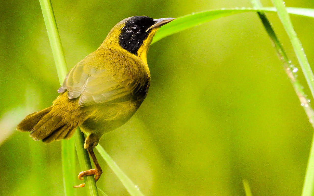 #1 Best Jabiru Birding Costa Rica Vacation Package