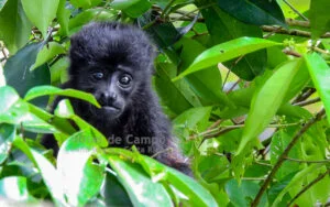 Full Day Caño Negro Wildlife Refuge Boat Tour