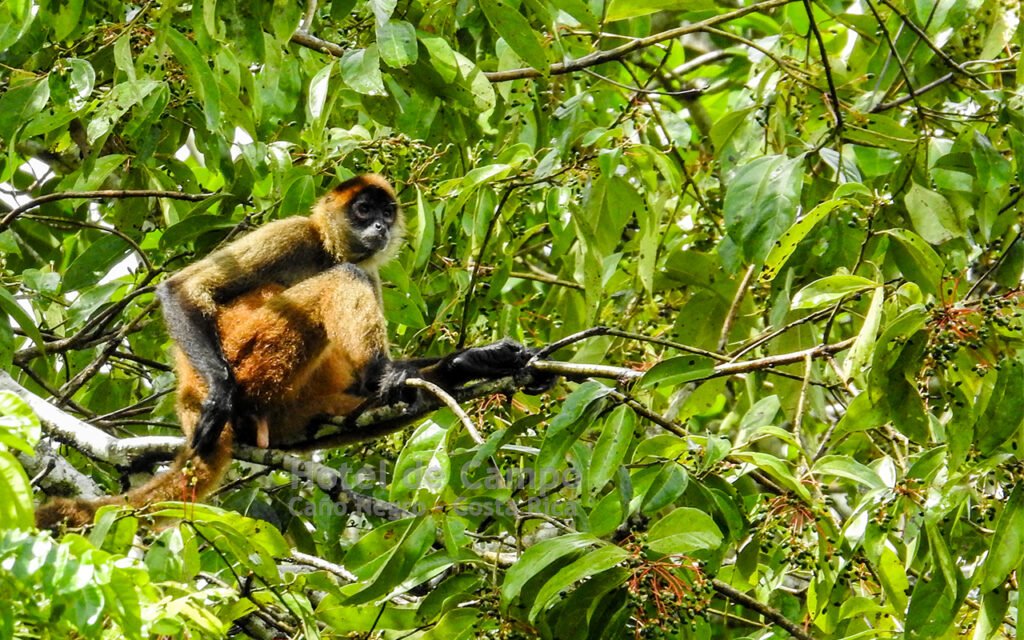 3 days - 2 nights Caño Negro Wildlife Refuge Boat Tour