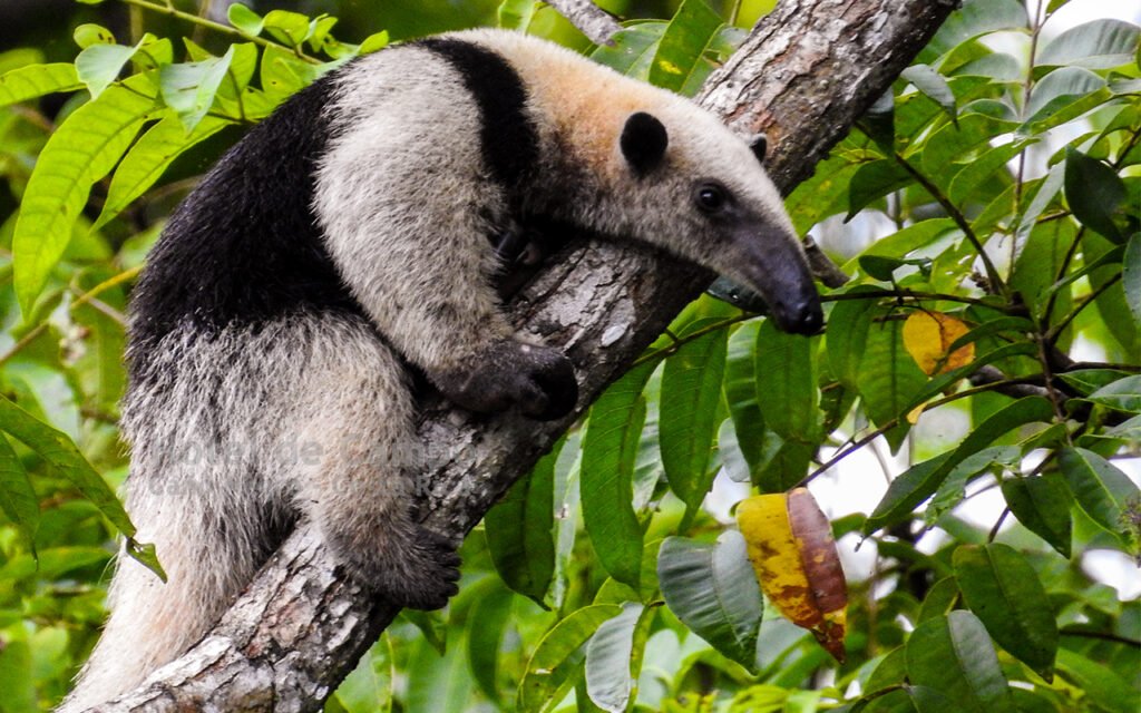 Caño Negro Wildlife Refuge Boat Tour