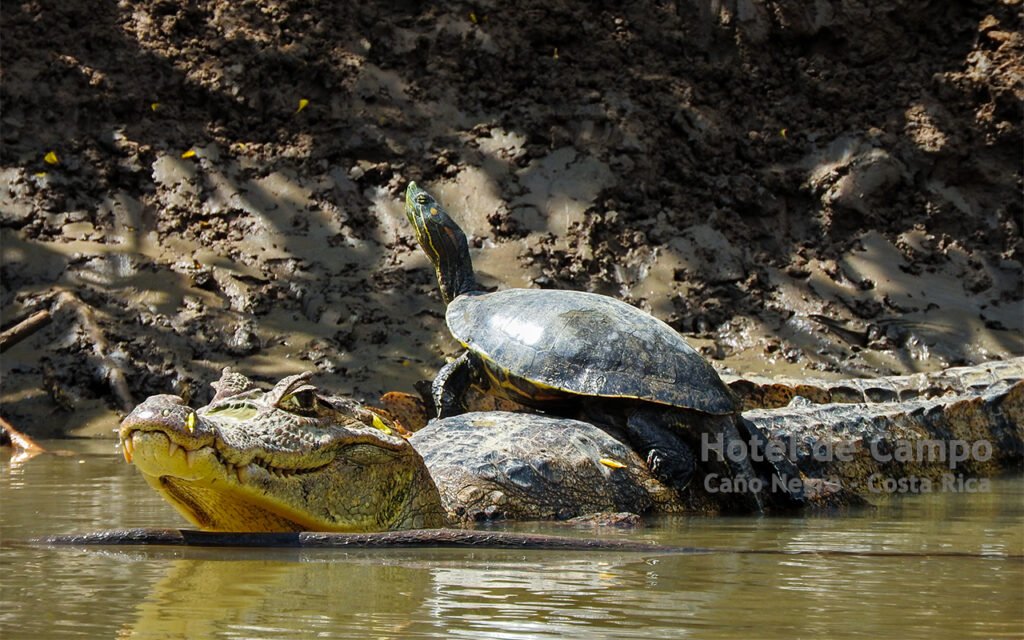 turtle and caiman costa rica