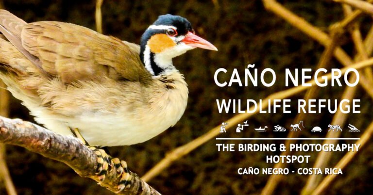 Birding experience in Caño Negro