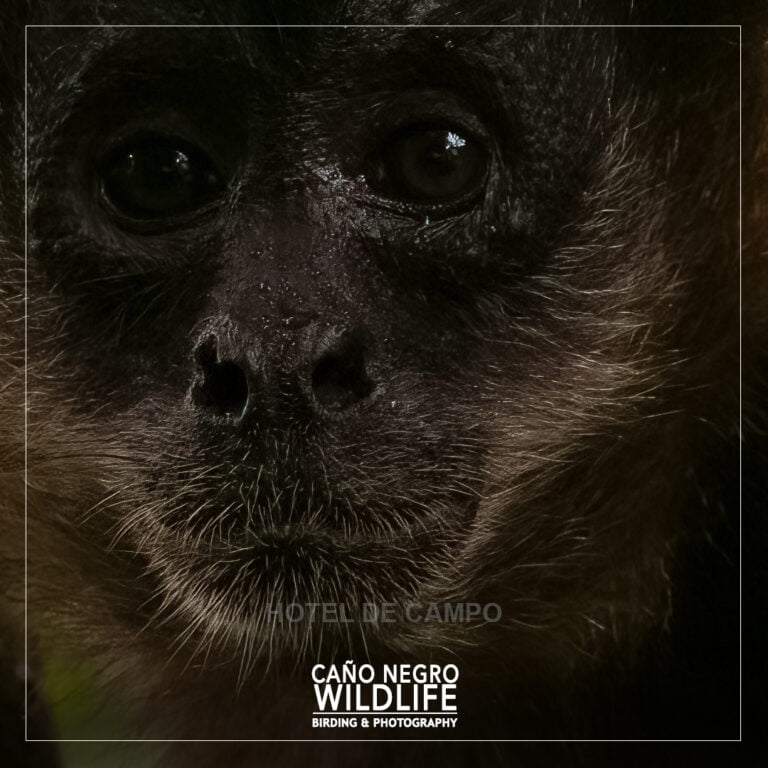 Baby spider monkey costa rica wildlife cano negro refuge