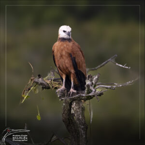 black collared hawk and webbs cano negro costa rica