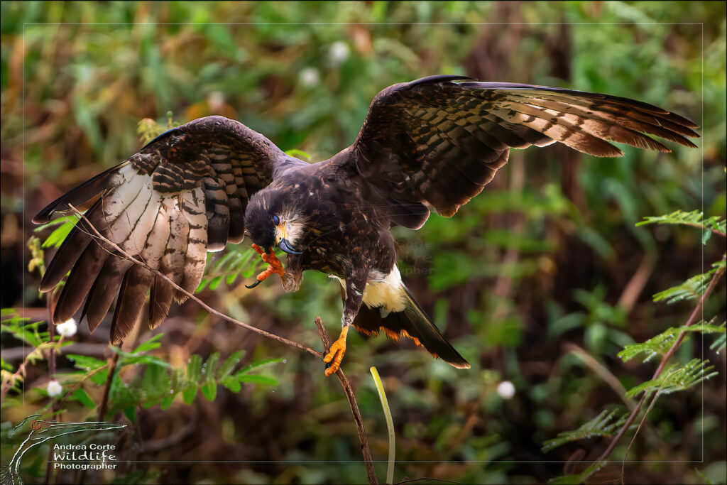 juvenile snail kite scratching