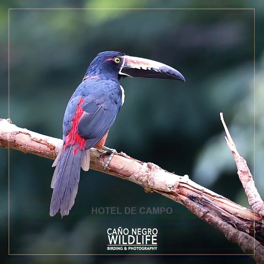 Sustainable tourism in Costa Rica at Hotel de Campo