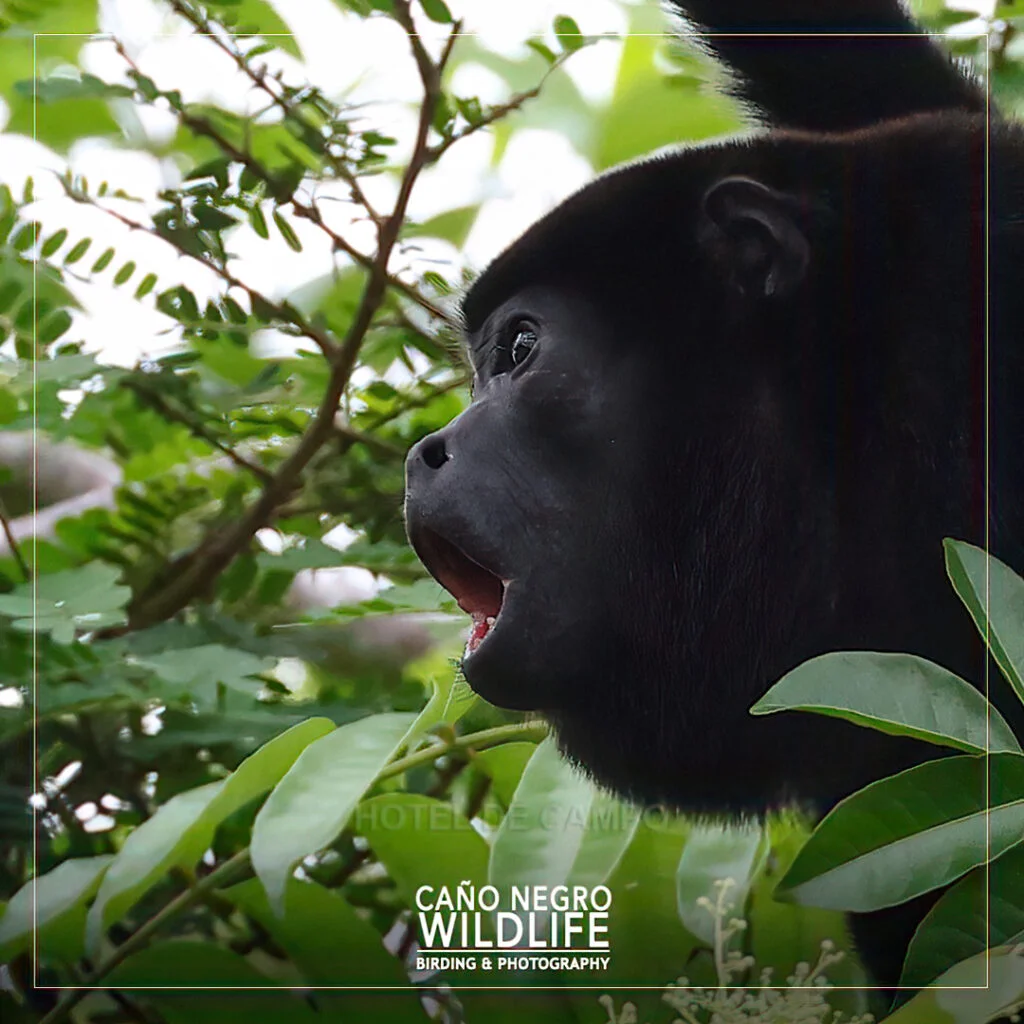 howler monkey costa rica