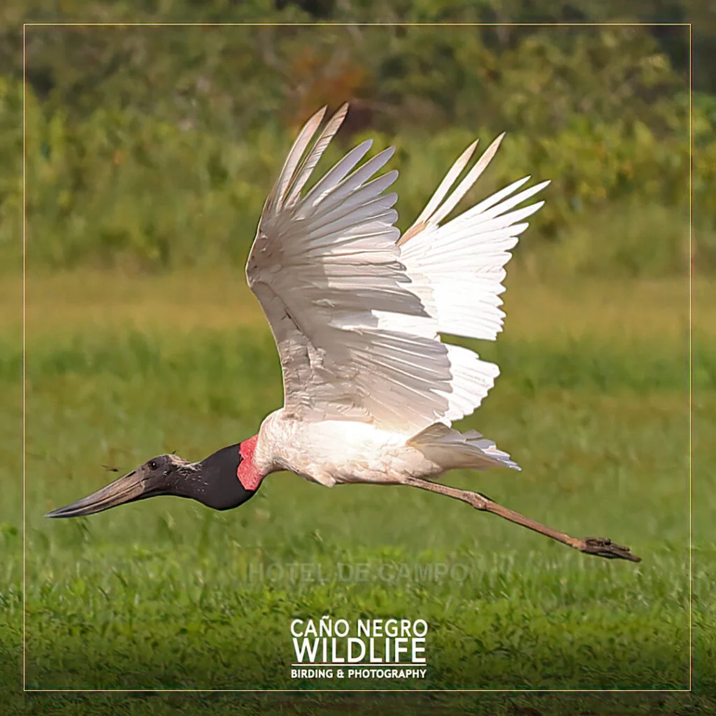 jabiru costa rica flighing low