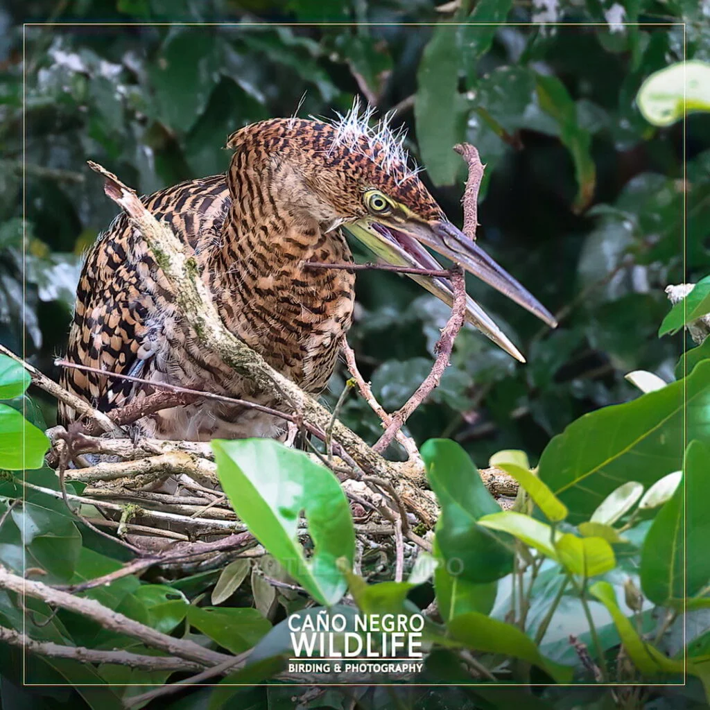 juvenile bare throated tiger heron costa rica