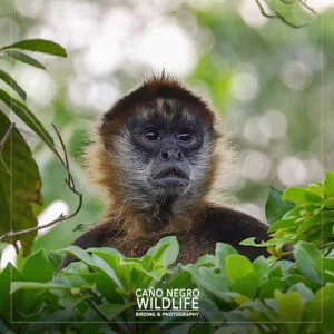 spider monkey costa rica cano negro